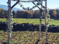 Birch-altar-for-garden-ceremony